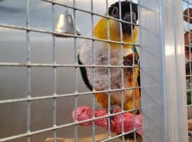 4 year old caique female