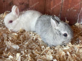 Netherland dwarfs