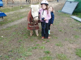 Mini Shetland cremello mare hermits breed