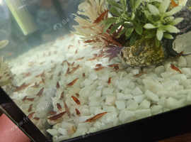 Cherry shrimp