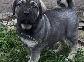 Cane corso pups