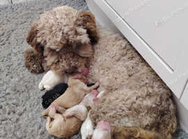 Beautiful cockapoo puppy