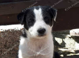 Border Collie Puppies