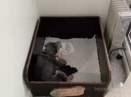 Miniature schnauzer puppys