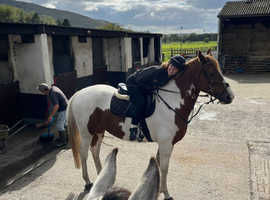Petite, competent rider wanting full-loan