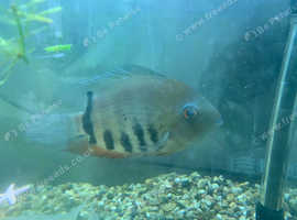 SEVERUMS FOR Sale