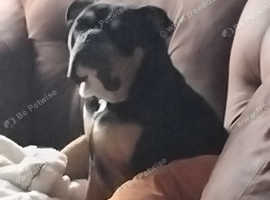 Old tyme bulldog