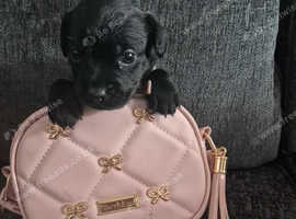 Last little girl Patterdale