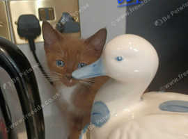 Bengal Cross Ragdoll Kittens for Sale