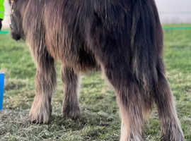 Heavy hairy mini cob