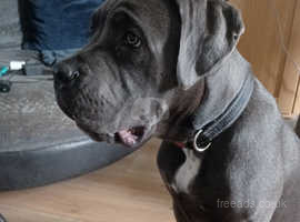 Blue cane corso 22 weeks old