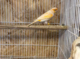 Canary Mosaic Male And Female in Newcastle Upon Tyne NE4 on Freeads ...