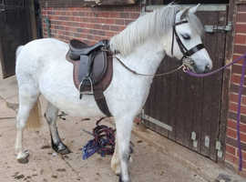 Lovely lead rein/FR showing prospect