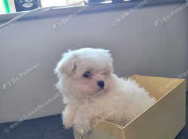 Pedigree Pure  Miniature Maltese puppy with KC parent