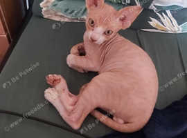 2 Male Canadian Sphynx kittens