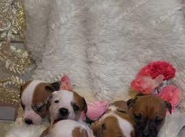 Adorable Jack Russell Puppies