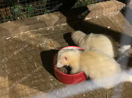 4 working ferrets