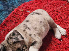 akita  x blue blood bull dog pups