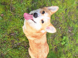 Female Corgi Pembroke