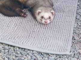 Intact male ferret hob needs new home