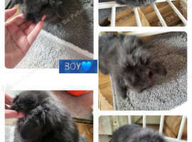 2 beautiful pure mini lion lop ready to reverse