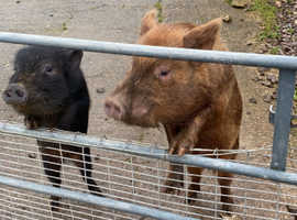 2x pigs Male & Female