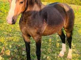 SOLD...........Perfect child's pony 12.2hh bay mare