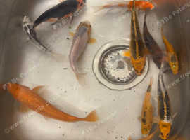 14 koi carp