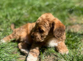 Adorable Jackapoo Pups For Sale