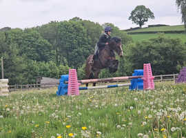 13.3hh 5yrs super star pony Duke welsh cob