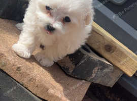 I have 2 beautiful girl Maltese for sale