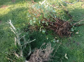 3 shrubs