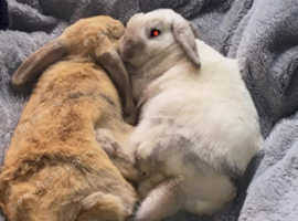 3 beautiful rabbits looking for a forever home.