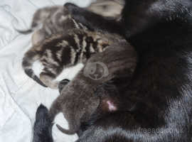 Burmese X marble bengal kittens