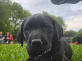 Ready to leave**Black labrador puppys.