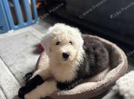 Old English Sheepdog puppies