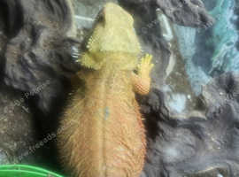 Pair of bearded dragons
