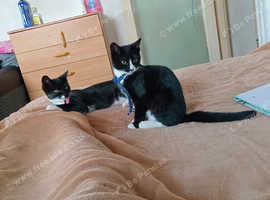 Kittens