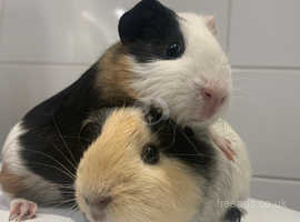 Bonded pair of baby male guinea pigs
