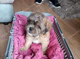 13 week pugapoo