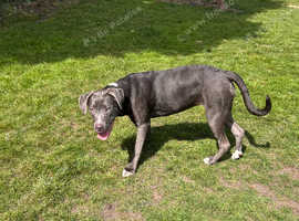 Cane corso x staffy 9 month old silver female