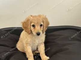 Rehome dog