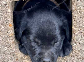 Mixed Breed Puppies and Dogs for sale in Huddersfield Freeads