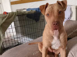Crossed breed girl