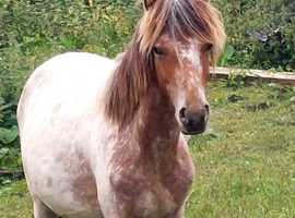 Rising 2yr old colt