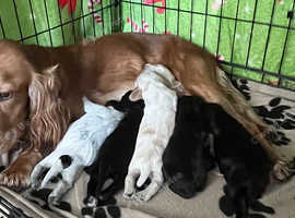 beautiful cocker spaniels
