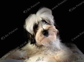 Biewer terrier 6 months old