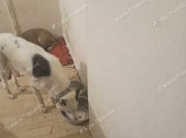 Suberian husky