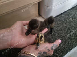 2 x Cayuga & 1 x Runner duckling