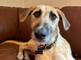 neutered male lurcher 3 years old